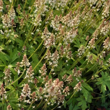 Тиарелла Моргрюн сердцелистная