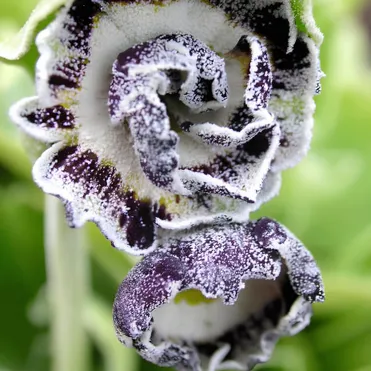 Примула Мерлин Страйп ушковая