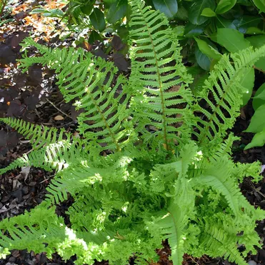 Щитовник Кристата Зе Кинг родственный