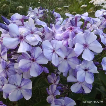 Флокс Гжель