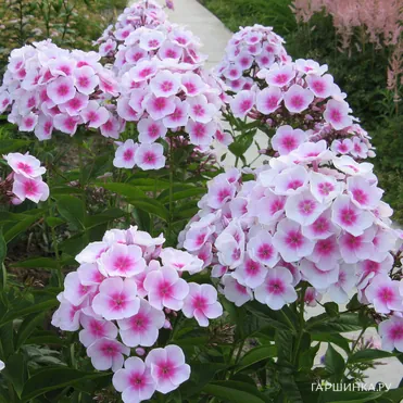 Флокс Европа метельчатый