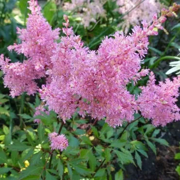 Астильба Арендса Дарвинс Дрим