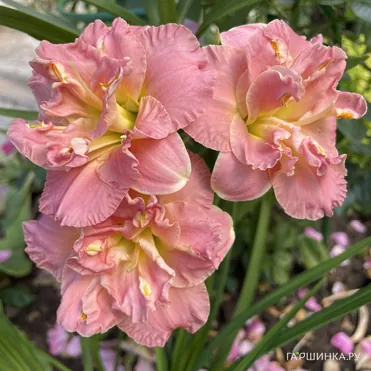 Лилейник Лэйси Долли