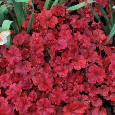 Гейхера Черри Кола (серия SODA)