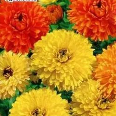 Календула Тутти-фрутти, смесь 0,5