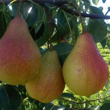 Груша Кафедральная