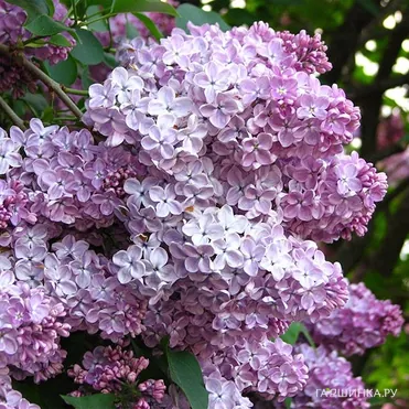 Сирень Мечта