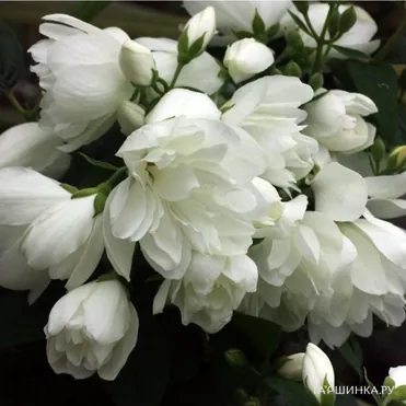 Чубушник Сноубель