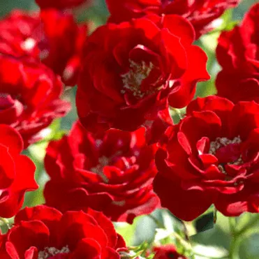 Роза Аделаида Худлес канадская парковая (лиц)