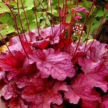 Гейхера Берри Смузи