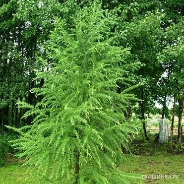 Лиственница Кемпфера