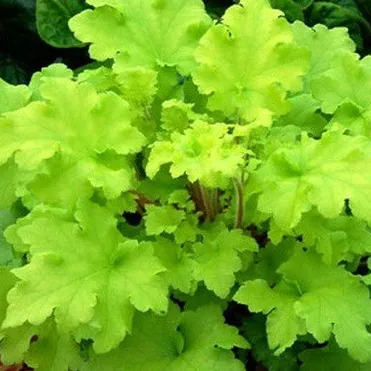 Гейхера Лайм Мармелад