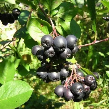 Черноплодная рябина (Арония)
