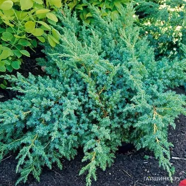 Можжевельник чешуйчатый Блю Свид