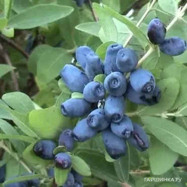 Жимолость Амфора