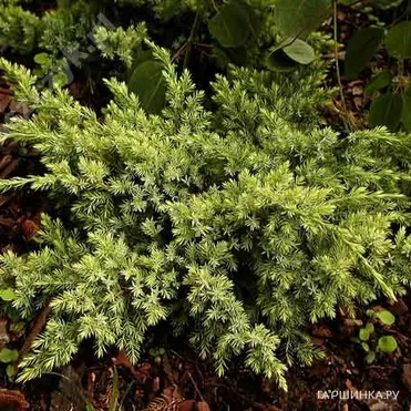 Можжевельник чешуйчатый Дрим Джой