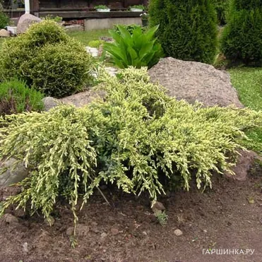 Можжевельник чешуйчатый Холгер