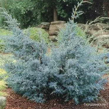 Можжевельник китайский Блю Альпс