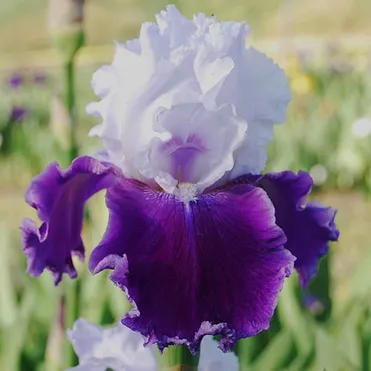 Ирис бородатый Гай Парасол