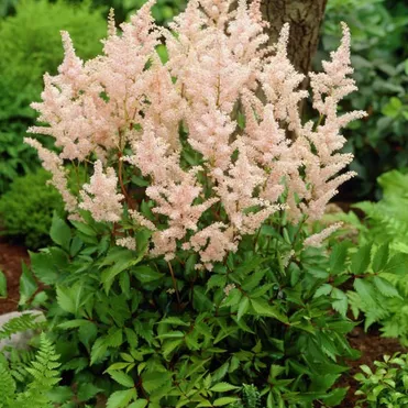 Астильба японская Пич Блоссум