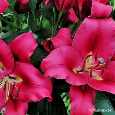 Лилия Карбонеро ОТ-гибрид /2шт