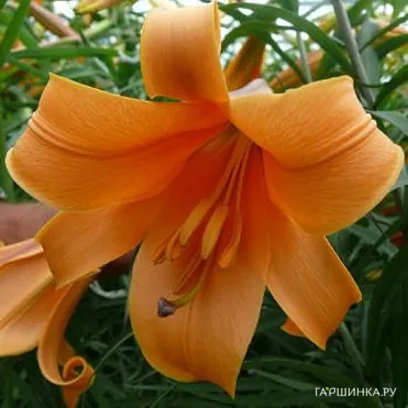 Лилия Африкан Квин трубчатая