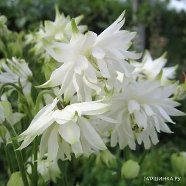 Аквилегия Вайт Барлоу