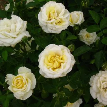 Роза Джей Пи Коннел канадская парковая (лиц)