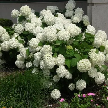 Гортензия Анабель древовидная