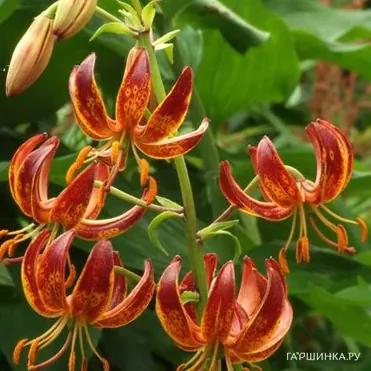 Лилия Арабиан Найт кудреватая