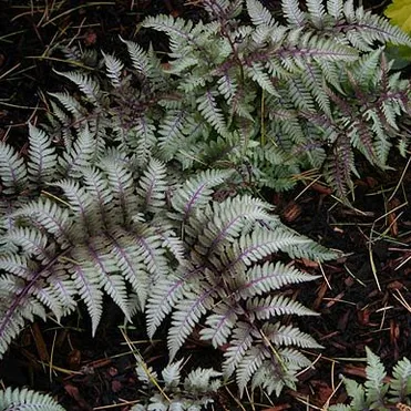 Кочедыжник (Папоротник) Пиктум (Металлика) ниппонский