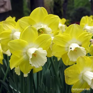 Нарцисс Авалон крупнокорончатый 5шт.