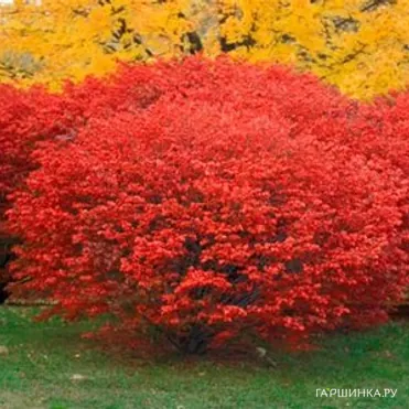 Бересклет крылатый Компактус