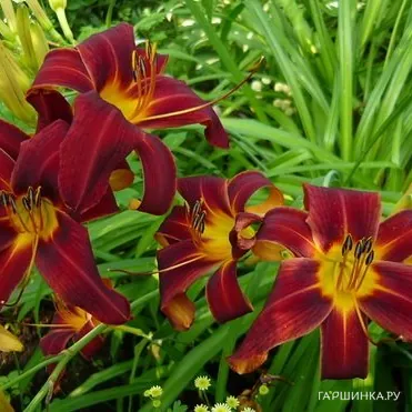 Лилейник Блэк Принц