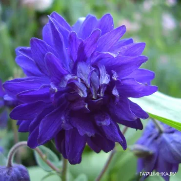 Аквилегия Блу Барлоу