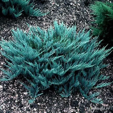 Можжевельник горизонтальный Блю Чип