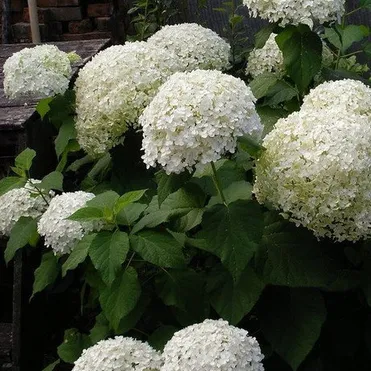 Гортензия Баунти (Щедрая награда) древовидная