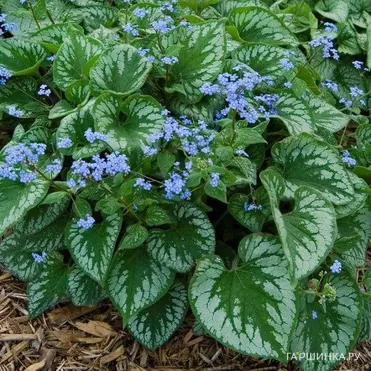 Бруннера Эмералд Мист