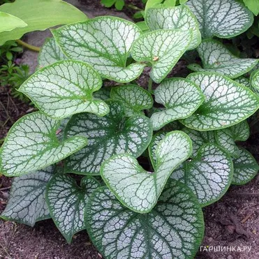 Бруннера Джек Фрост