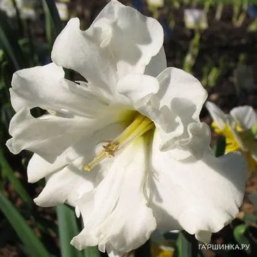 Нарцисс Колбланк  разрезнокорончатый  3шт