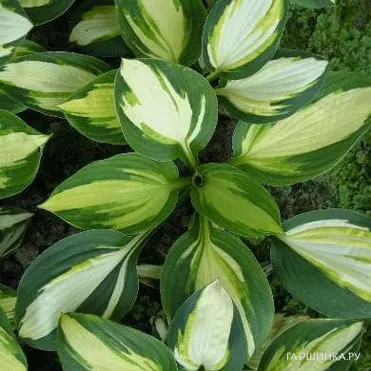 Хоста Колор Фестивал (SM)