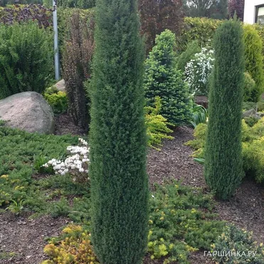 Можжевельник Арнольд обыкновенный