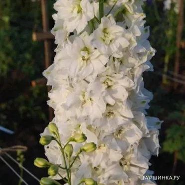 Дельфиниум Уайт