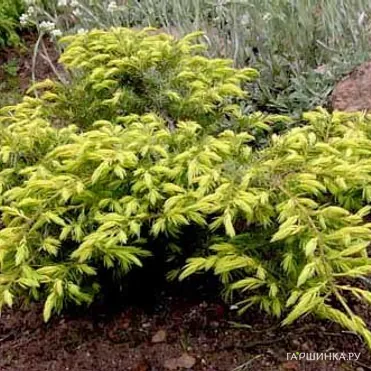 Можжевельник обыкновенный Депресса Ауреа