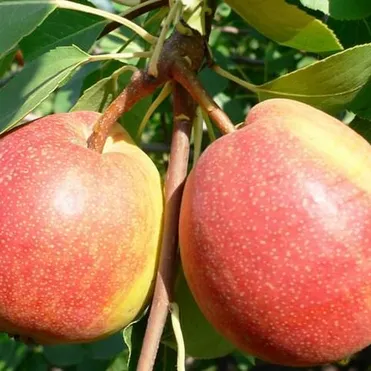 Груша Красуля