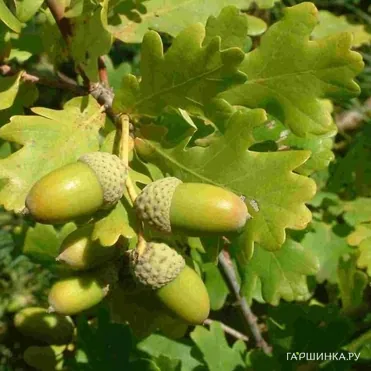 Дуб черешчатый