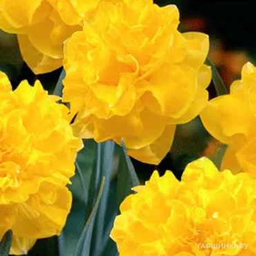 Нарцисс Истертайд махровый 5шт