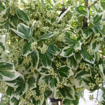 Бересклет Форчуна Эмеральд Гаети