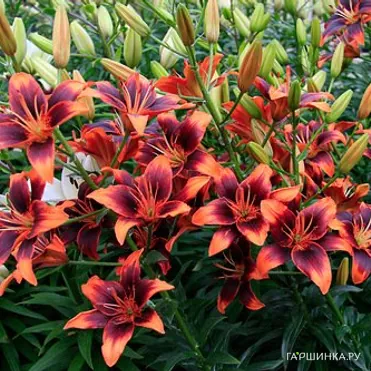 Лилия Форевер Сюзан азиатская