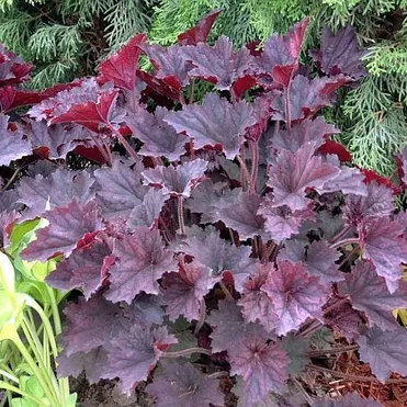 Гейхера Фростид Вайолет